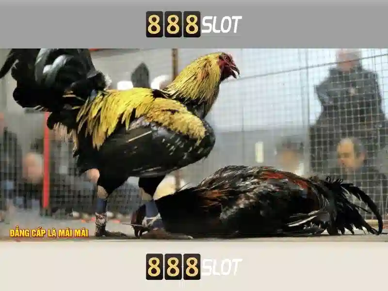 Phan hoi nguoi dung 888 slot cc